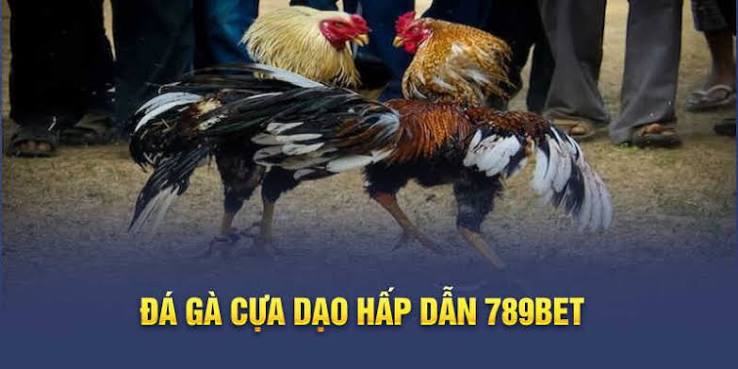 Đá gà cựa sắt