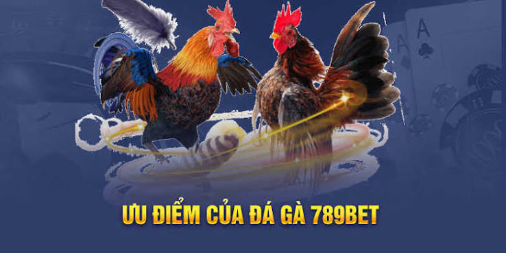 Toàn cảnh những yếu tố cần biết khi tìm hiểu hình thức chọi gà năm 2026