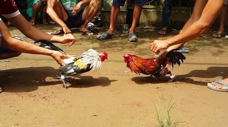 5 nhóm rủi ro cần nhận diện trước khi truy cập nội dung chọi gà trực tuyến